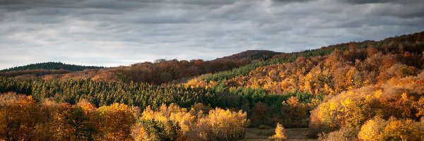 Lasy, Drzewa, Kolorowe, Jesień