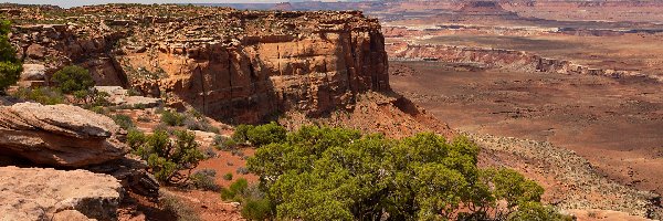 Stany Zjednoczone, Skały, Drzewa, Park Narodowy Canyonlands, Kanion, Stan Utah, Rośliny