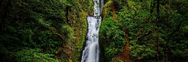 Stan Oregon, Drzewa, Roślinność, Stany Zjednoczone, Bridal Veil Falls, Wodospad
