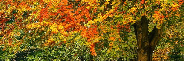 Drzewo, Liście, Kolorowe, Jesień, Polana