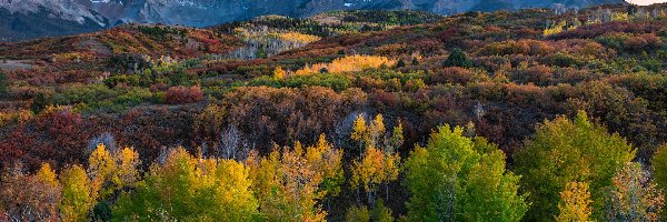 San Juan Mountains, Stany Zjednoczone, Roślinność, Telluride, Krzewy, Las, Góry, Drzewa, Jesień, Stan Kolorado, Kolorowa