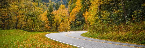 Opadłe, Las, Jesień, Drzewa, Stany Zjednoczone, Zakręt, Kolorowe, Trawa, Droga, Liście, Góry, Stan Tennessee, Park Narodowy Great Smoky Mountains