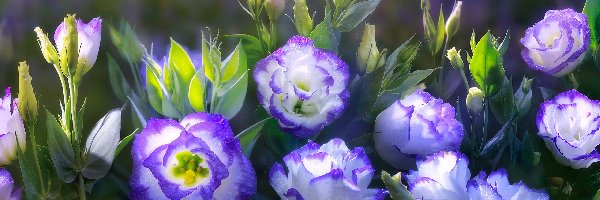 Pąki, Eustoma, Kwiaty