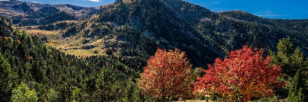 Drzewa, Kolorowe, Jesień, Pireneje, Góry, Andora, Escaldes-Engordany, Lasy, Krzewy