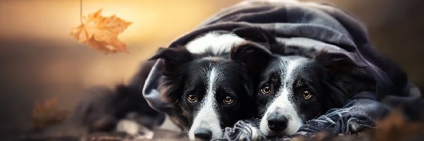 Dwa, Border collie, Psy, Szal, Liść