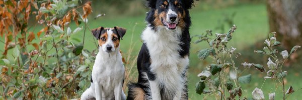 Czarno-biały, Biało-brązowy, Pies, Border collie, Psy, Dwa