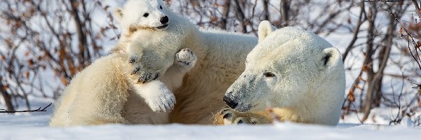Niedźwiedzie polarne, Zima