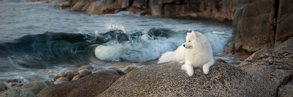 Morze, Skały, Kamienie, Samojed, Pies