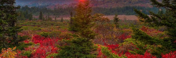 Zachód słońca, Stan Wirginia Zachodnia, Kolorowa, Roślinność, Dolly Sods Wilderness, Jesień, Drzewa, Stany Zjednoczone