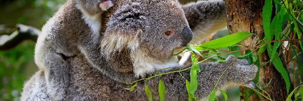 Koala, Liście, Drzewo, Misie