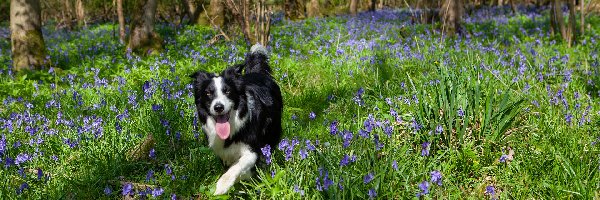 Drzewa, Kwiaty, Niebieskie, Border collie, Pies