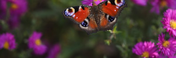 Motyl, Astry, Rusałka pawik, Owad, Kwiaty