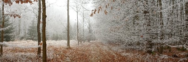 Szron, Droga, Opadłe, Drzewa, Las, Mgła, Liście