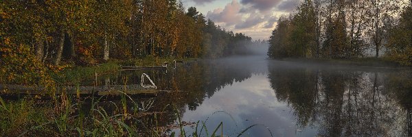 Szuwary, Mgła, Drzewa, Jezioro, Jesień, Pomosty, Las