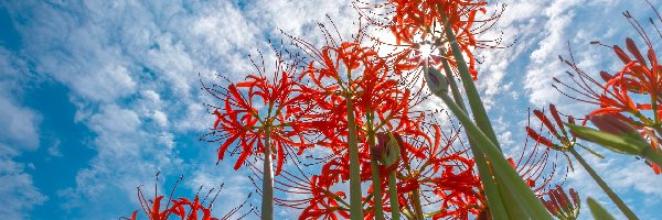 Kwiaty, Lycoris, Czerwona pajęcza lilia, Chmury, Niebo