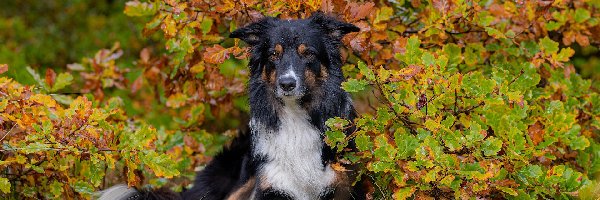 Border collie, Krzew, Jesień, Pies