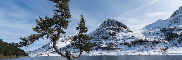 Obersee, Drzewo, Pomost, Ośnieżone, Niemcy, Góry, Jezioro, Bawaria, Alpy, Sosna, Park Narodowy Berchtesgaden