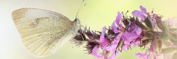 Motyl, Różowy, Bielinek, Makro, Kwiat