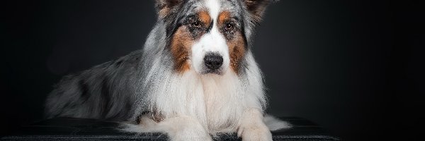 Australian shepherd, Owczarek australijski, Pies