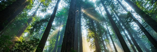 Światło, Drzewa, Stany Zjednoczone, Stan Kalifornia, Sekwoje, Słoneczne, Park Narodowy Redwood, Las