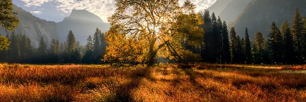 Las, Wiąz, Drzewo, Promienie słońca, Park Narodowy Yosemite, Kalifornia, Drzewa, Dolina, Jesień, Stany Zjednoczone, Trawa, Góry