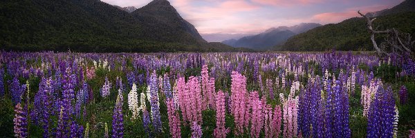 Łubin, Góry, Dolina, Region Fiordland, Nowa Zelandia, Łąka, Eglinton Valley