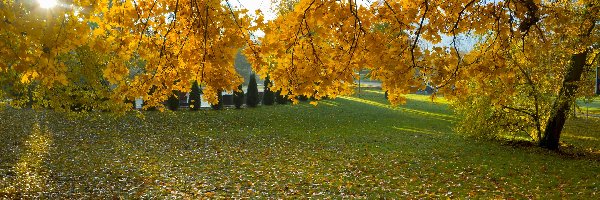 Promienie słońca, Ławka, Drzewo, Park, Jesień, Liście, Żółte