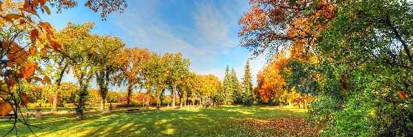 Liście, Alejki, Ławki, Jesień, Drzewa, Park