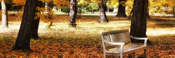 Opadłe, Drzewa, Ławka, Liście, Park, Jesień