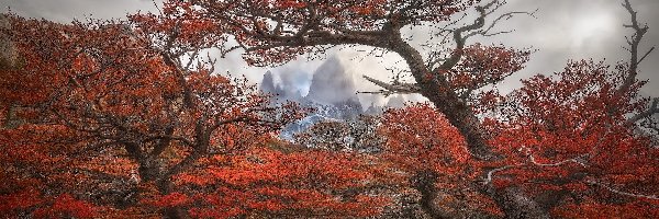 Mgła, Góry Andy, Argentyna, Gałęzie, Fitz Roy, Park Narodowy Los Glaciares, Drzewa, Jesień, Góra, Patagonia