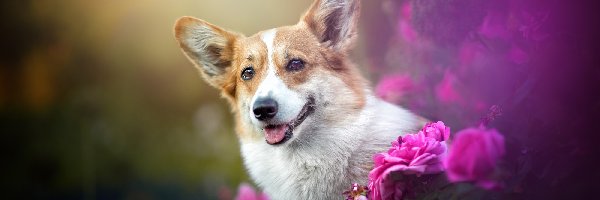 Kwiaty, Róże, Różowe, Welsh corgi pembroke