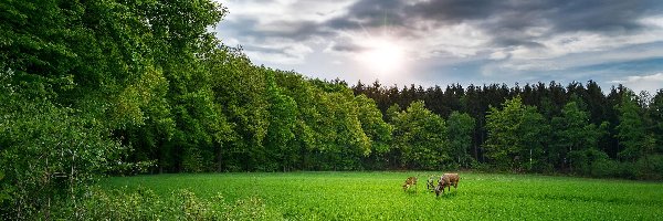 Zwierzęta, Łąka, Drzewa, Pastwisko, Drzewa, Niebo, Polana, Trawa, Sarna, Chmury, Jeleń, Las