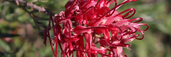 Grevillea, Kwiat