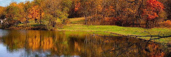 Park, Pożółkłe, Staw, Jesień, Drzewa