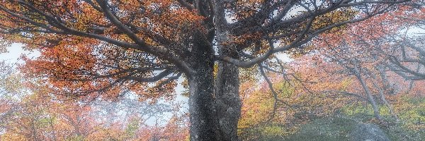 Mgła, Jesień, Drzewo