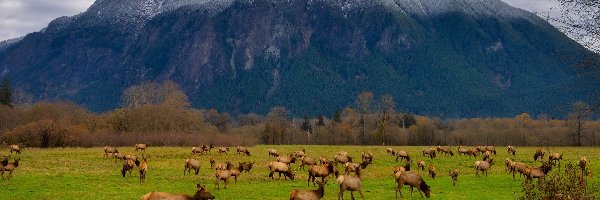 Łosie, Stado, Polana, Mount Si, Góra, Stany Zjednoczone, Stan Waszyngton, Chmury, Snoqualmie Valley Trail