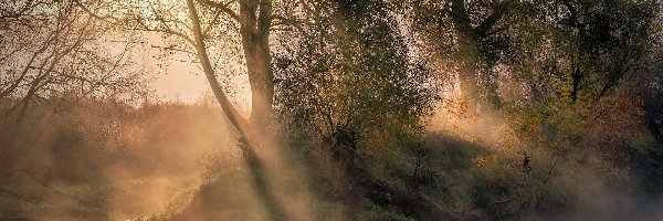 Przebijające światło, Rzeka, Istra, Obwód moskiewski, Rosja, Mgła, Drzewa