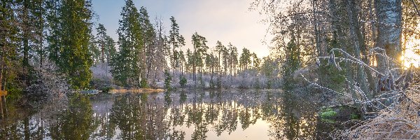 Finlandia, Drzewa, Oszroniona, Virojoki River, Rzeka, Region Kymenlaakso, Trawa