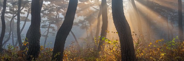 Drzewa, Jesień, Przebijające światło, Las