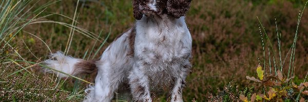 Springer spaniel angielski, Biało-brązowy, Pies