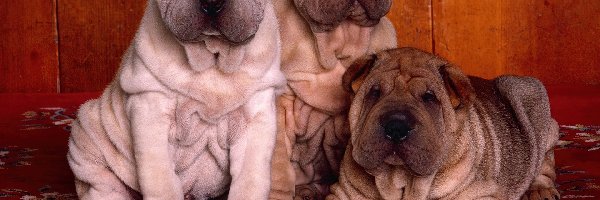 Shar Pei, trzy