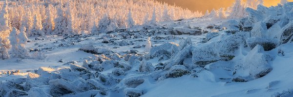 Dzień, Ośnieżone, Drzewa, Góry, Zima, Słoneczny, Kamienie