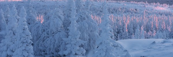 Śnieg, Ośnieżone, Świerki, Zima