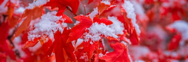 Liście, Śnieg, Klon, Czerwone