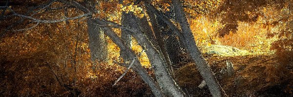 Drzewa, Rzeka, Dęby, Jesień