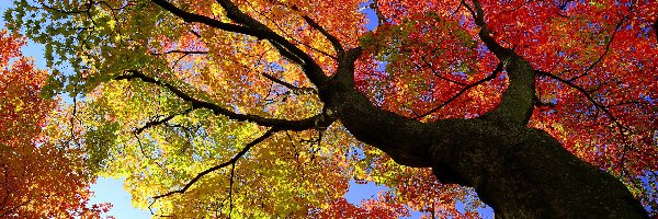 Jesień, Kolorowe, Drzewo, Klon, Liście