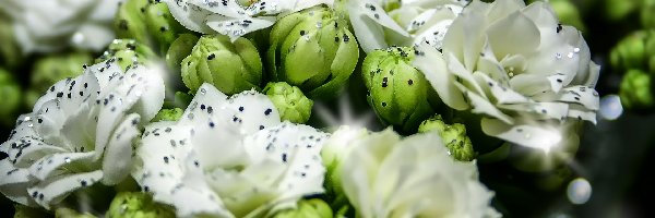 Kalanchoe, Kwiat, Biały