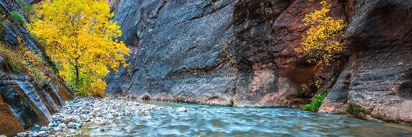 Kanion Zion Narrows, Stan Utah, Rzeka Virgin River, Drzewa, Park Narodowy Zion, Skały, Pożółkłe, Stany Zjednoczone