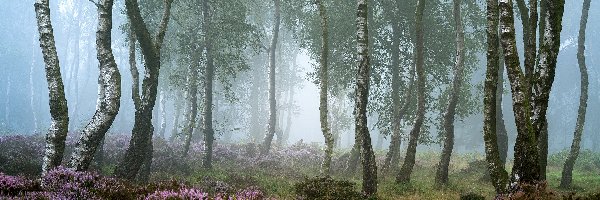 Wrzosowisko, Wrzosy, Brzozy, Las, Drzewa, Anglia, Hrabstwo Derbyshire, Mgła, Park Narodowy Peak District