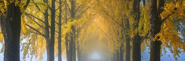 Jesień, Żółte, Drzewa, Mgła, Wysokie, Droga